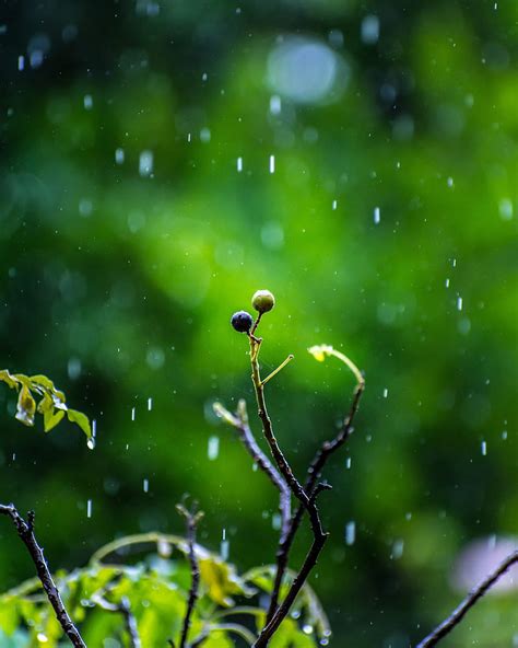 Share 76+ beautiful nature wallpaper rain best - 3tdesign.edu.vn