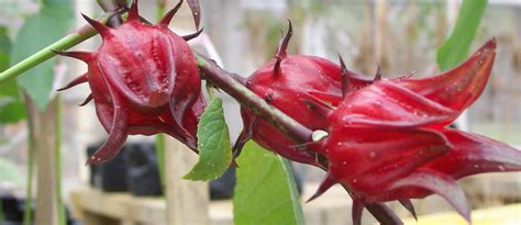 Hibiscus tea: flower power | NutritionFacts.org