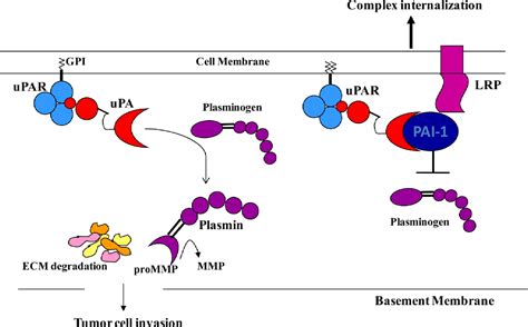 Figure 2.1 from Serine Proteases and Serine Protease Inhibitors in Breast Cancer Cell ...