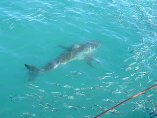 Great white shark | James Mostert | Flickr