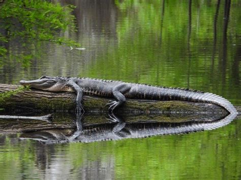 Alligator Lottery starts in June | Manning Live