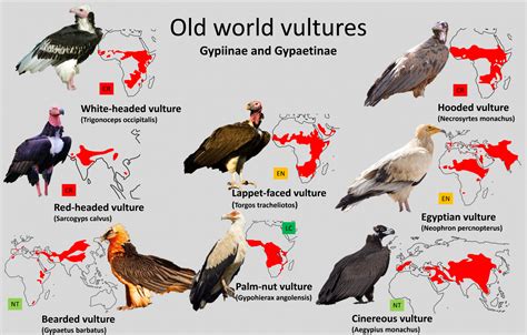 Old world vultures distribution maps - ZooChat