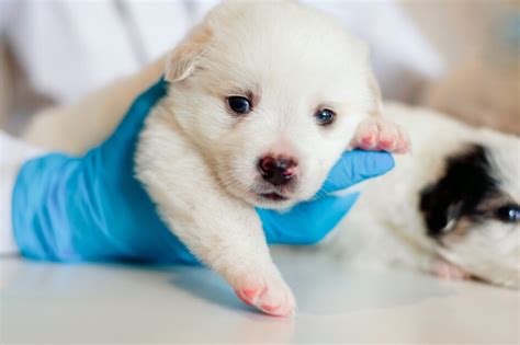 Parvo Vaccine for Dogs: A Pet Owner’s Guide | Pumpkin®