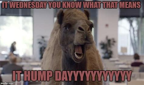 Hump Day Camel Know Your Meme / The awkward moment when you see dogs ...