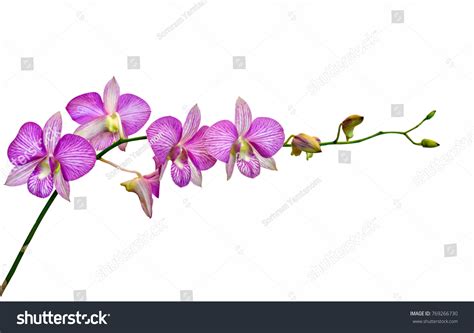 39,550 Single Orchid Isolated Images, Stock Photos & Vectors | Shutterstock