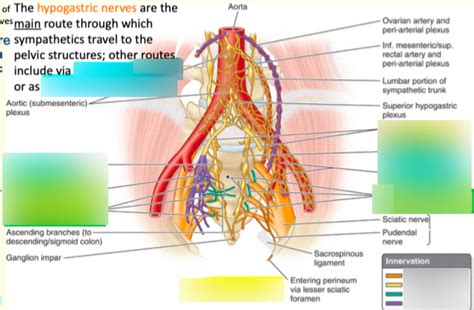 Inferior Hypogastric Plexus Diagram | Quizlet