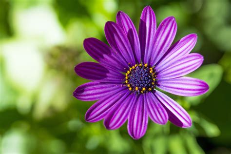 Download Purple Flower Nature Daisy Close-up Flower African Daisy HD Wallpaper