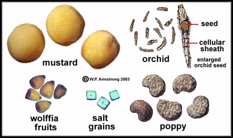 THE WORLD'S SMALLEST FRUIT