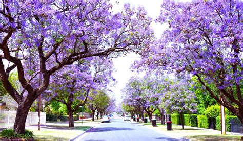 Jacaranda Tree Tattoo