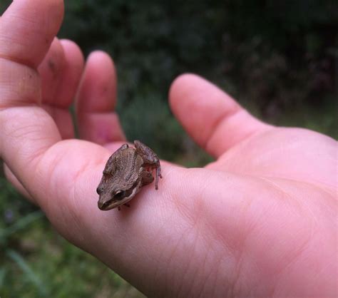 A Bird That Sounds Like a Frog: The Reason behind it