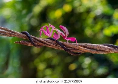 537 Orchid mantis camouflage Images, Stock Photos & Vectors | Shutterstock