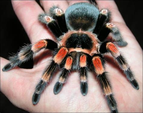 Mexican red knee tarantula Red Knee Tarantula, Pet Tarantula, Beautiful Creatures, Animals ...