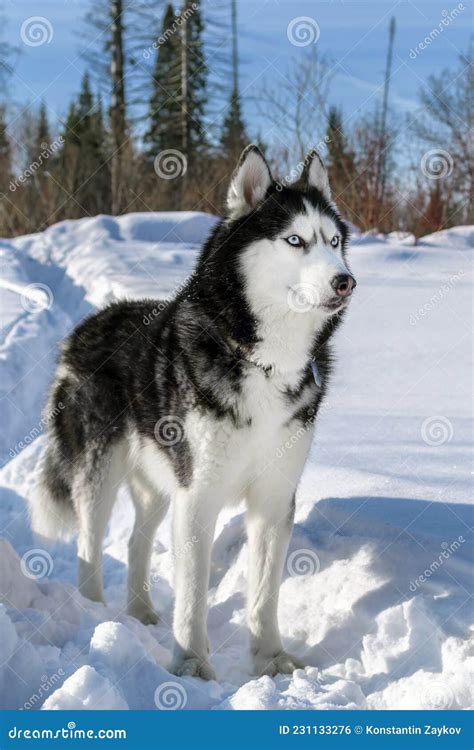 Siberian Husky Dog Black and White Colour with Blue Eyes in Winter Sunny Forest. Husky Blue Eyed ...