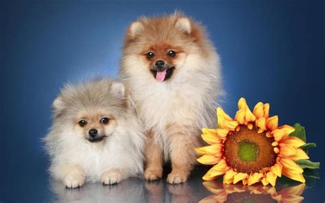 Dogs with flower *** HD desktop wallpaper : Widescreen : High ...