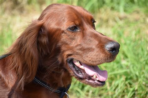 Irish Red Setter | HPR Training | Tessleymoor Gundogs