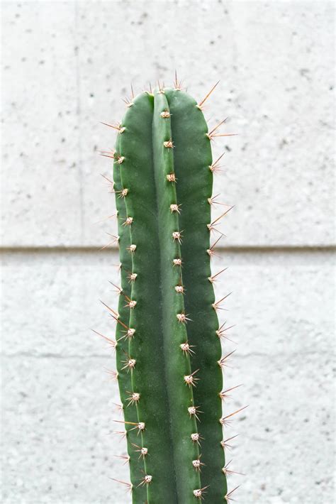 Green Cactus Plant · Free Stock Photo