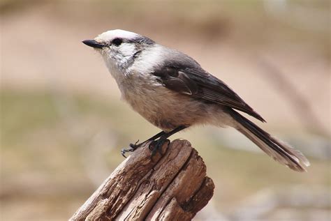 Grey Jay | We sat and ate lunch by the lakeside sometimes in… | Flickr