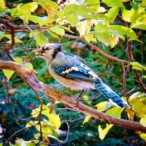 Blue Jay eating Photograph by Frederick Belin | Fine Art America