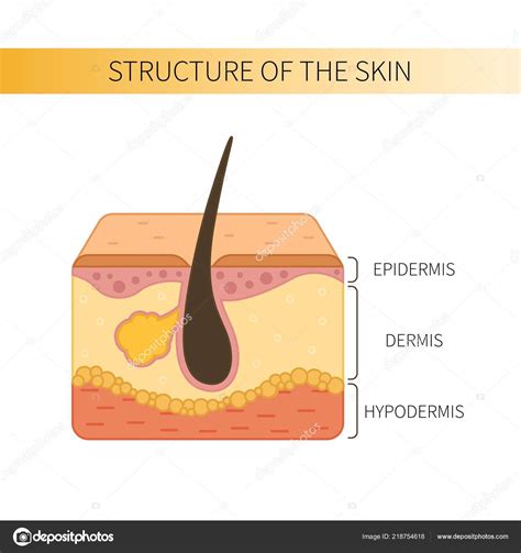 Structure Human Skin Epidermis Dermis Hypodermis — Stock Vector ...