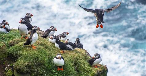 Puffin Tours in Iceland | Adventures.com