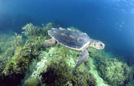 Loggerhead Sea Turtle Habitat Map