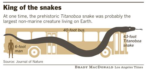 Titanoboa vs Megalodon | Sherdog Forums | UFC, MMA & Boxing Discussion