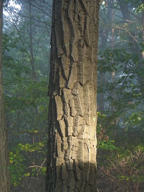 768px-Chestnut_Oak_Bark | Tree bark identification, Tree bark texture, Red oak tree