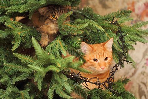 Two Cats Climbing the Christmas Tree Stock Photo - Image of gray ...