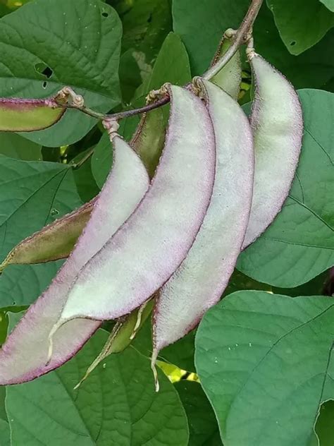 Bataw Hyacinth Bean Marabilya Vegetable 7 Seeds | Lazada PH