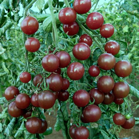 Best Tomato Varieties – My Top Tasty Tomato Picks