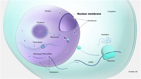 Nuclear Membrane