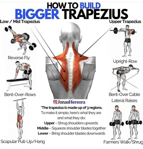 How to build bigger trapezius | Trapezius workout, Workout gym routine, Lower trap exercises