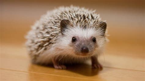 Hedgehog Names - 200 Amazing Ideas For Naming Your Prickly Pal