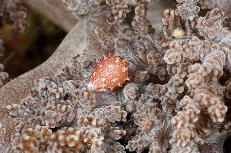 Egg Snail - Stock Image - C031/6677 - Science Photo Library