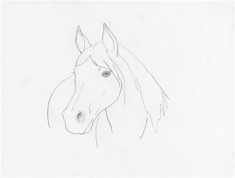 Horses Face Drawing