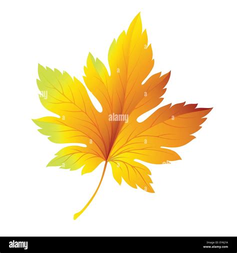 Fall leaf isolated in white. Vector illustration Stock Vector Image & Art - Alamy