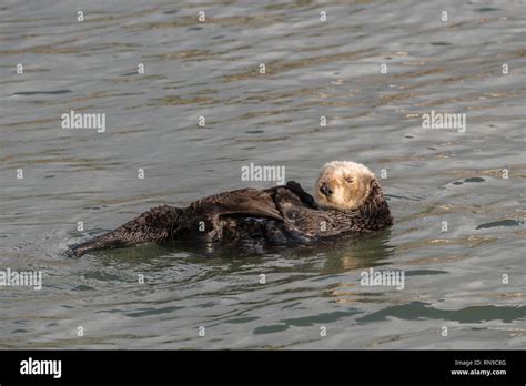 California sea otter hi-res stock photography and images - Alamy