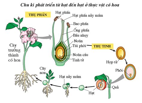 Sự Thụ Tinh Ở Thực Vật Hạt Kín, Quá Trình Thụ Tinh, Sinh Học 11 - 1 ...