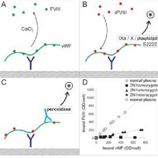 Strategy for mutation detection in the factor VIII gene It should be... | Download Scientific ...