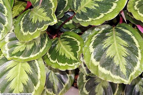 How To Care For Calathea Medallion – The Green Experiment Company