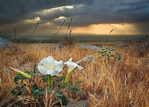 End of Summer, flowers, lily, fields, r, sunset, white, clouds, sky, HD ...