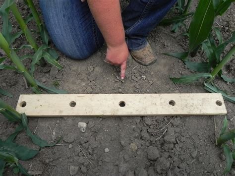 Test Soil Nitrates to Determine Corn’s Nitrogen Needs - Eco Save Earth