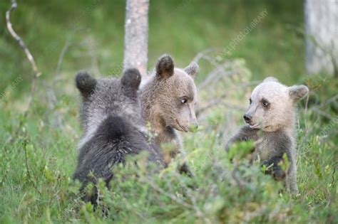 Brown bear cubs - Stock Image - C009/1335 - Science Photo Library