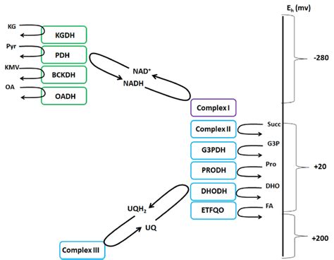 The NADH/NAD + and UQH2/UQ isopotential groups. The NADH/NAD + group... | Download Scientific ...