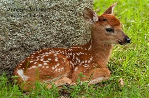 White-tailed Deer Fawn | Flickr - Photo Sharing!