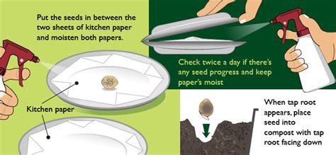 Germination Of Weed Seeds