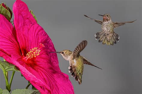 HD wallpaper: flower, birds, Hummingbird, hibiscus | Wallpaper Flare