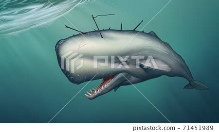 Sperm whale albino monster under the water... - Stock Illustration [71451989] - PIXTA