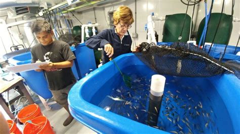 Research breakthrough achieves fish-free aquaculture feed that raises ...