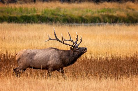 Bull Elk Bugeling In Yellowstone Fine Art Photo Print | Photos by ...